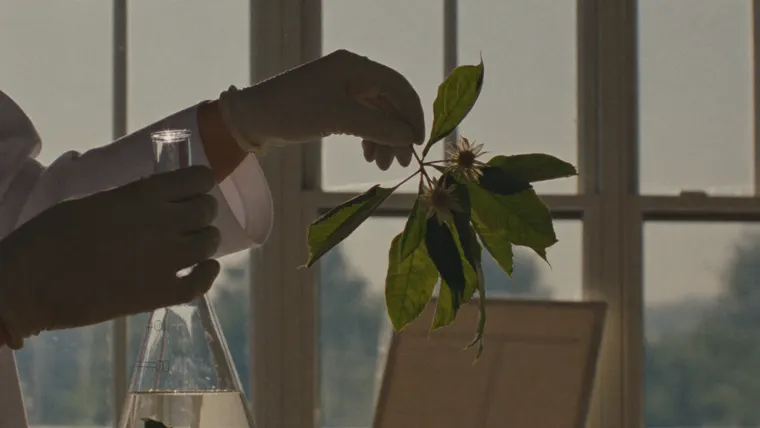Beauty commercial The Lab, scene 3: the botanicals