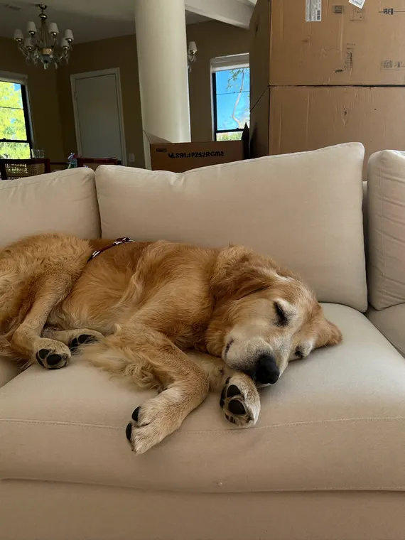 Lifestyle property shoot: lifestyle, dog on the new sofa